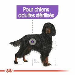 Royal Canin Maxi Sterilised - Croquettes Pour Chien -Promos Wanimo Boutique royal canin maxi sterilised croquettes pour chien maxi sterilised 5