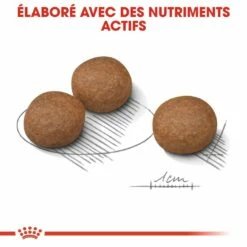 Royal Canin Medium Digestive Care - Croquettes Pour Chien -Promos Wanimo Boutique royal canin medium digestive care croquettes pour chien medium digestive care 3