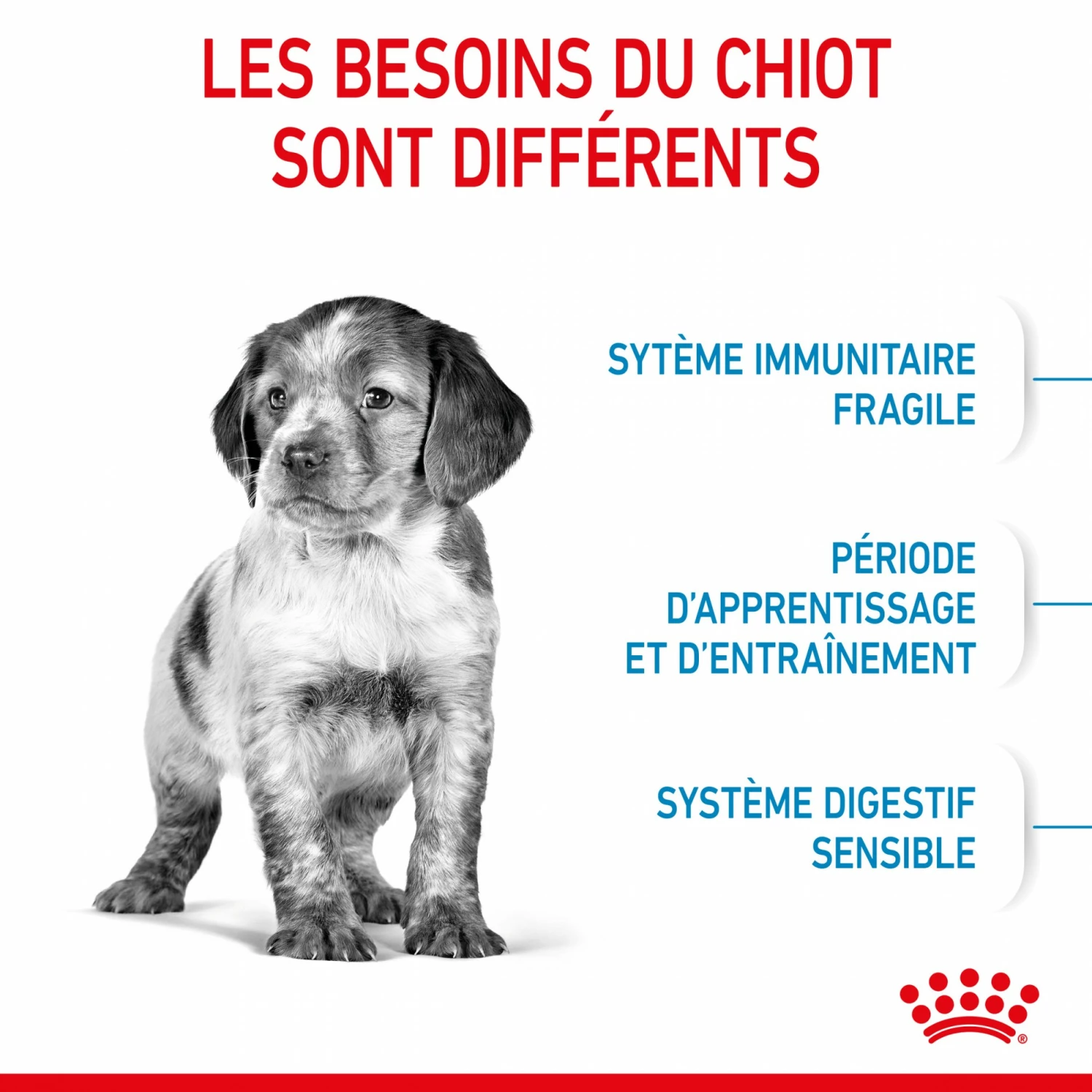 Royal Canin Medium Puppy - Croquettes Pour Chiot 4 Royal Canin Medium Puppy - Croquettes Pour Chiot – Image 4