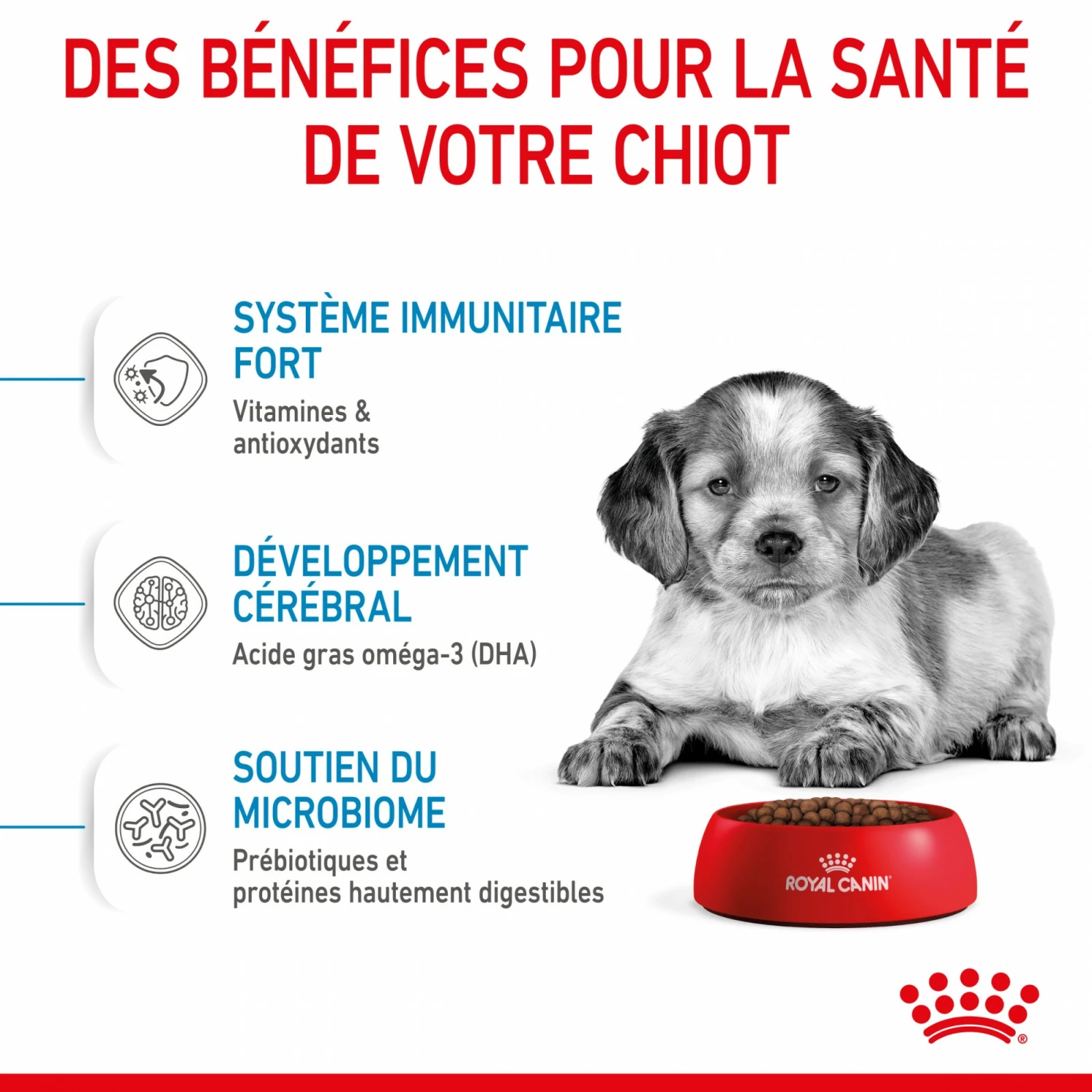 Royal Canin Medium Puppy - Croquettes Pour Chiot 5 Royal Canin Medium Puppy - Croquettes Pour Chiot – Image 5