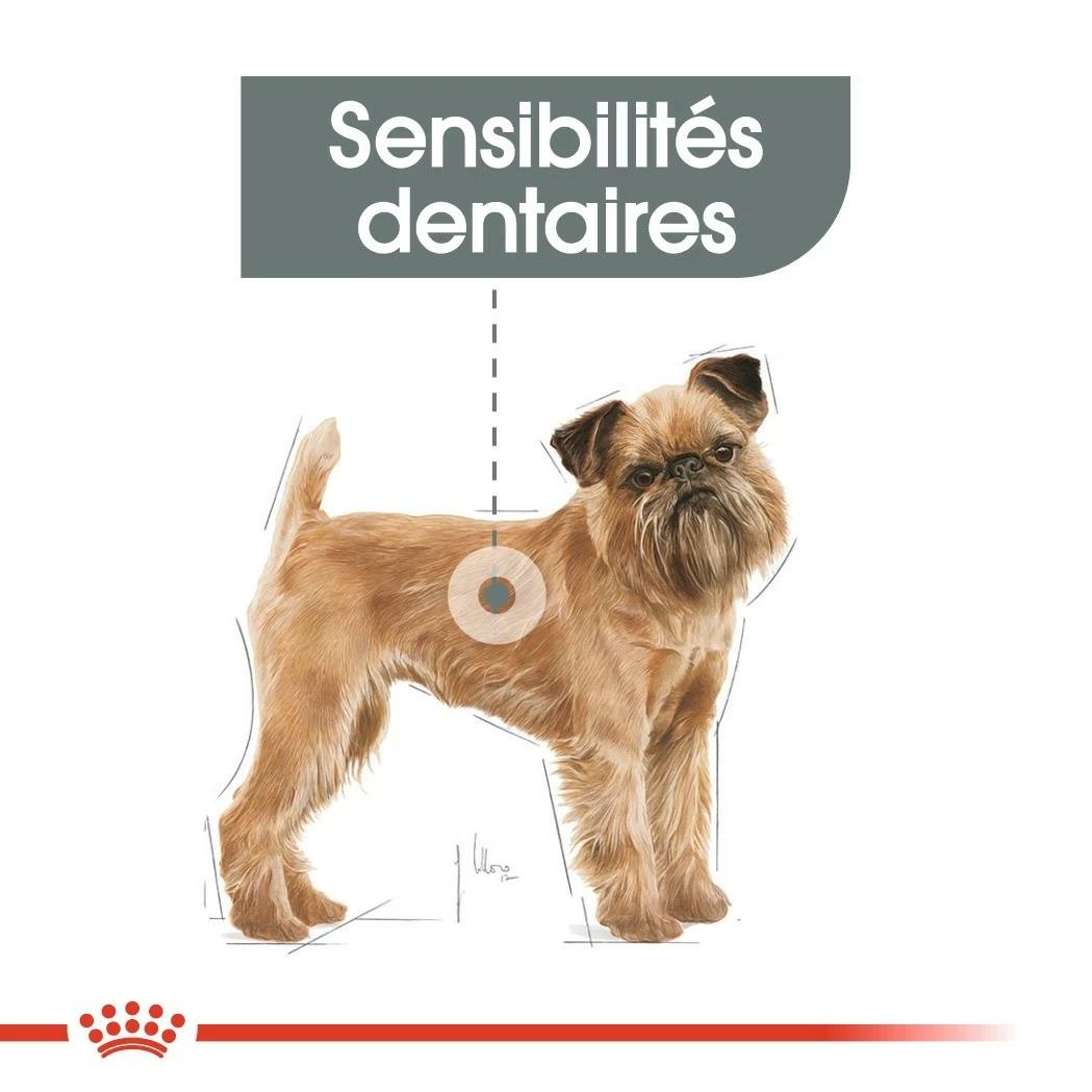 Royal Canin Mini Dental Care - Croquettes Pour Chien 4 Royal Canin Mini Dental Care - Croquettes Pour Chien – Image 4