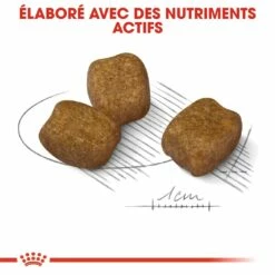 Royal Canin Mini Dental Care - Croquettes Pour Chien 11 Royal Canin Mini Dental Care - Croquettes Pour Chien -Promos Wanimo Boutique royal canin mini dental care croquettes pour chien mini dental care adulte 4