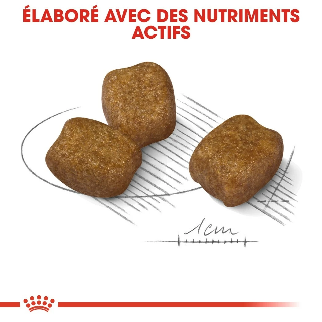 Royal Canin Mini Dental Care - Croquettes Pour Chien 5 Royal Canin Mini Dental Care - Croquettes Pour Chien – Image 5