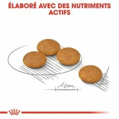 Royal Canin Mini Dermaconfort - Croquettes Pour Chien 11 Royal Canin Mini Dermaconfort - Croquettes Pour Chien -Promos Wanimo Boutique royal canin mini dermaconfort croquettes pour chien mini dermacomfort 3