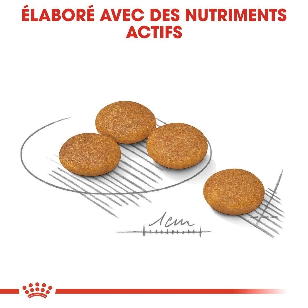 Royal Canin Mini Dermaconfort - Croquettes Pour Chien 4 Royal Canin Mini Dermaconfort - Croquettes Pour Chien – Image 4