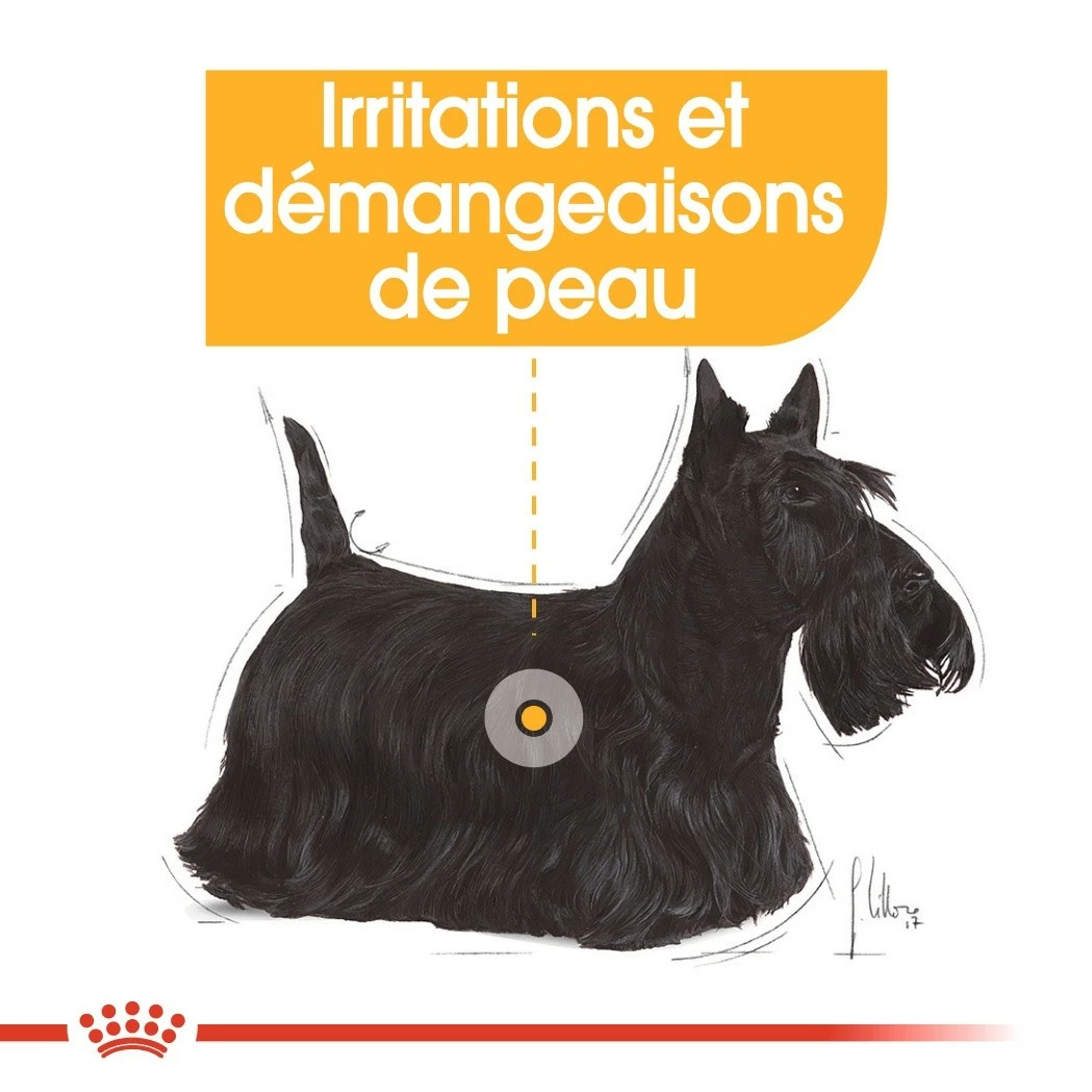 Royal Canin Mini Dermaconfort - Croquettes Pour Chien 6 Royal Canin Mini Dermaconfort - Croquettes Pour Chien – Image 6