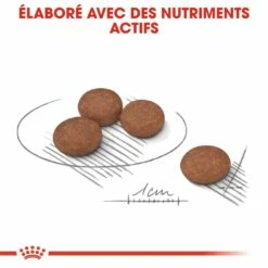 Royal Canin Mini Digestive Care - Croquettes Pour Chien -Promos Wanimo Boutique royal canin mini digestive care croquettes pour chien mini digestive care 3