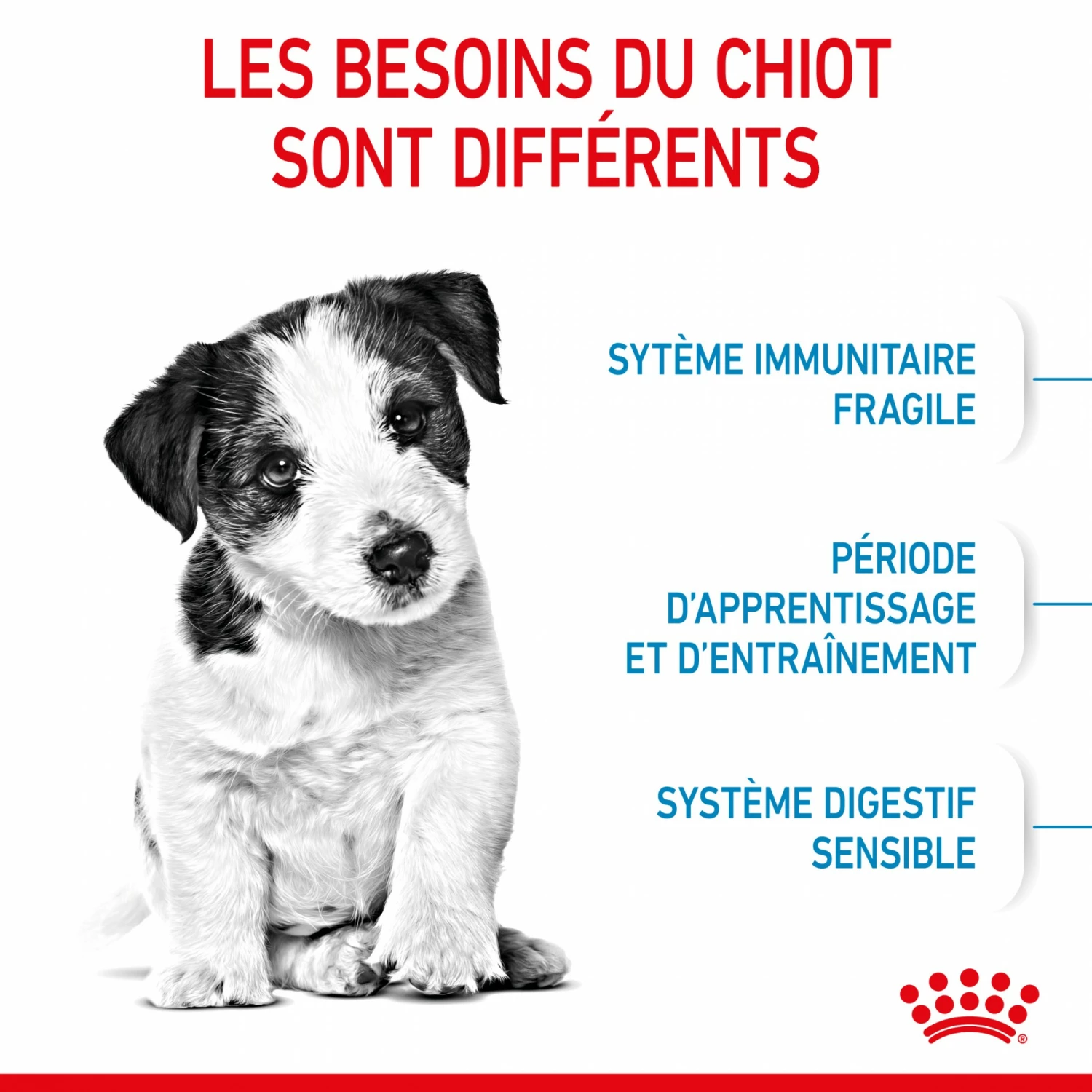 Royal Canin Mini Puppy - Croquettes Pour Chiot 4 Royal Canin Mini Puppy - Croquettes Pour Chiot – Image 4