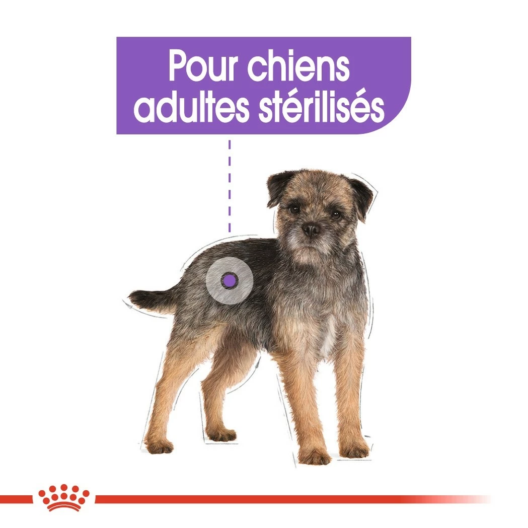 Royal Canin Mini Sterilised - Croquettes Pour Chien 6 Royal Canin Mini Sterilised - Croquettes Pour Chien – Image 6