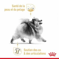 Royal Canin Pomeranian (Spitz Nain) Adult - Croquettes Pour Chien -Promos Wanimo Boutique royal canin pomeranian spitz nain adult croquettes pour chien 1 2