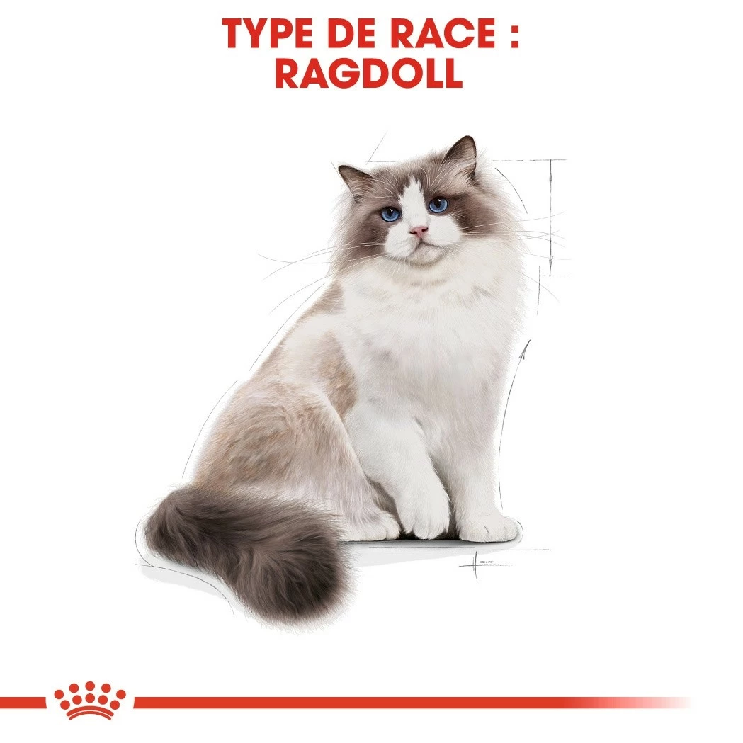 Royal Canin Ragdoll Adult 2 Royal Canin Ragdoll Adult – Image 2