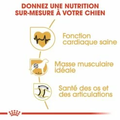 Royal Canin Rottweiler Adult - Croquettes Pour Chien 8 Royal Canin Rottweiler Adult - Croquettes Pour Chien -Promos Wanimo Boutique royal canin rottweiler adult croquettes pour chien rottweiler 2