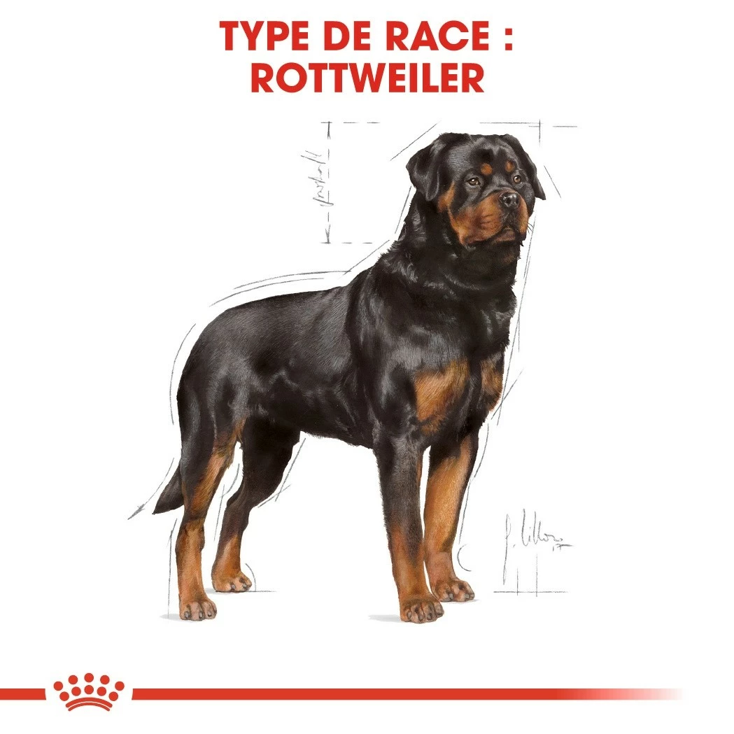 Royal Canin Rottweiler Adult - Croquettes Pour Chien 5 Royal Canin Rottweiler Adult - Croquettes Pour Chien – Image 5