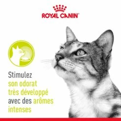 Royal Canin Sensory Smell -Promos Wanimo Boutique royal canin sensory smell royal canin 4