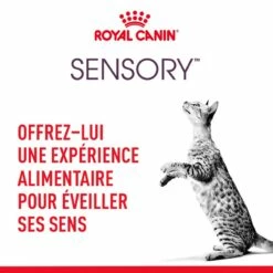 Royal Canin Sensory Smell -Promos Wanimo Boutique royal canin sensory smell royal canin 6