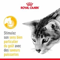 Royal Canin Sensory Taste -Promos Wanimo Boutique royal canin sensory taste royal canin 3