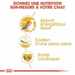 Royal Canin Sphynx Adult 11 Royal Canin Sphynx Adult -Promos Wanimo Boutique royal canin sphynx adult sphynx 3