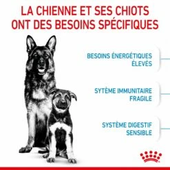 ROYAL CANIN Starter Maxi Mother & Babydog - Croquettes Pour Chiot -Promos Wanimo Boutique royal canin starter maxi mother babydog croquettes pour chiot 1 3