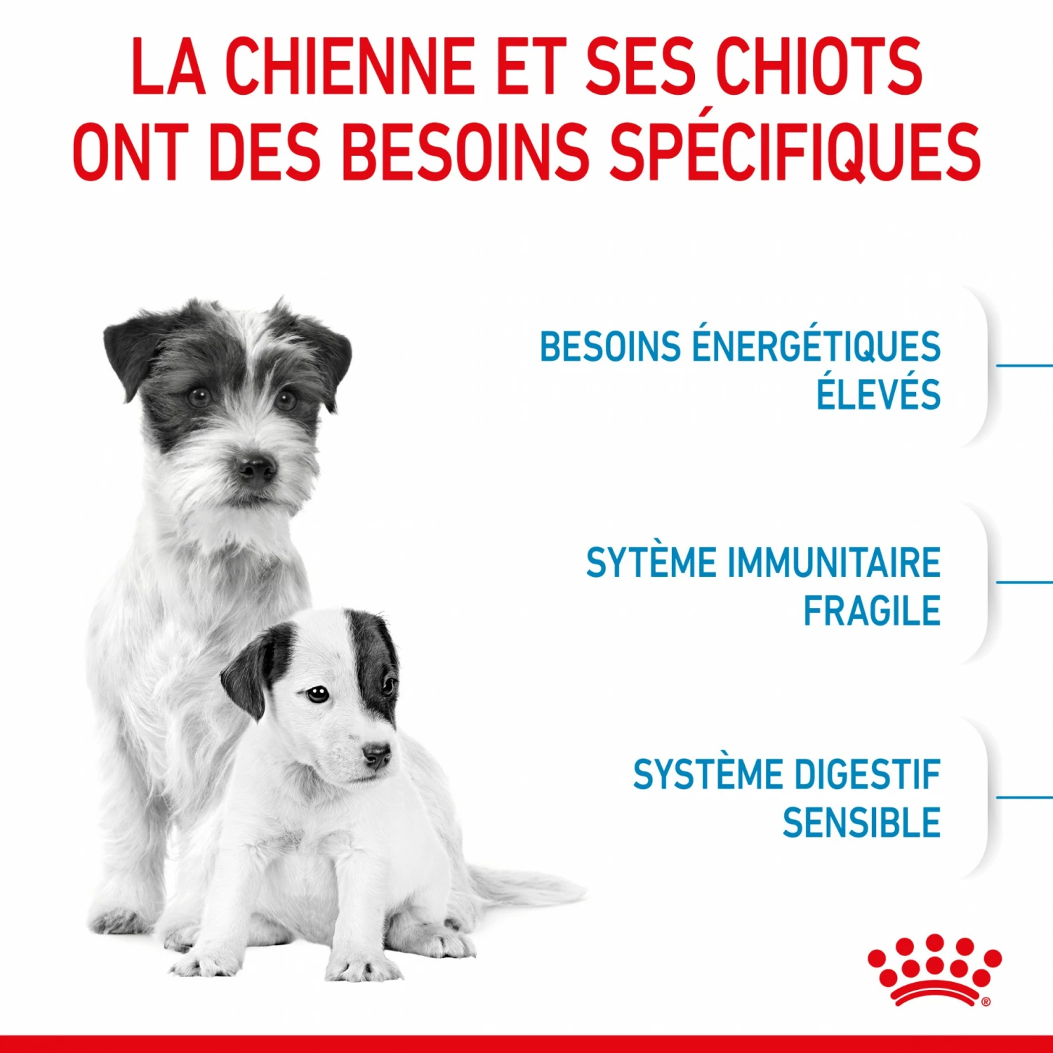 ROYAL CANIN Starter Mini Mother & Babydog - Croquettes Pour Chiot 4 ROYAL CANIN Starter Mini Mother & Babydog - Croquettes Pour Chiot – Image 4