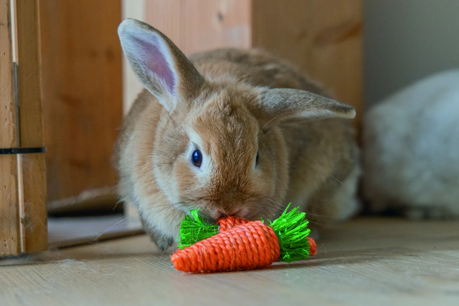 Beeztees Tapis De Jeu Nature 5 Beeztees Tapis De Jeu Nature – Image 5