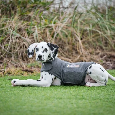 Thundershirt - Gilet De Compression Relaxant 4 Thundershirt - Gilet De Compression Relaxant – Image 4