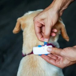 Traceur GPS 4 Pour Chien -Promos Wanimo Boutique traceur gps pour chien tractive 11